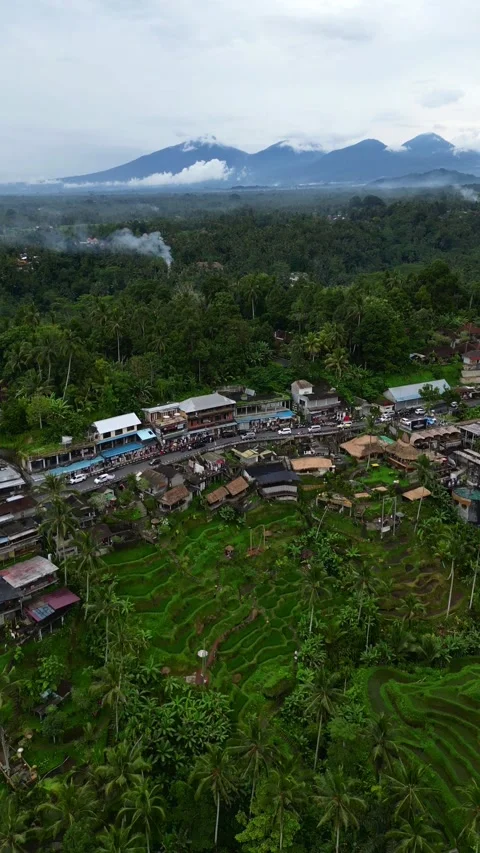 Tegallalang8 스톡 동영상 239630620