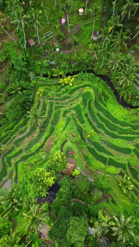 Tegallalang9 Stock Footage 239630595