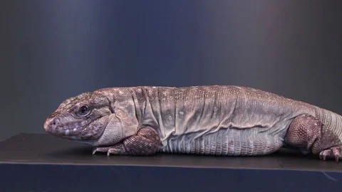 Tegu on black background Stock Footage 83083912