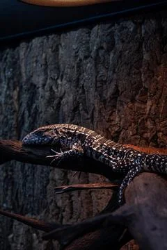 Tegu lizard resting on the trunk and being warmed by the lamp vertical. Stock Photos