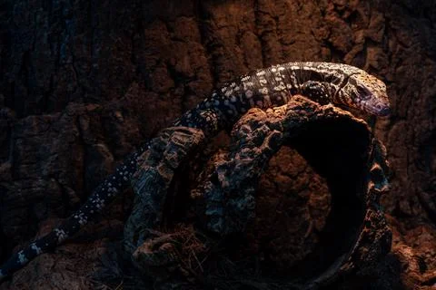 Tegu lizard on the trunk being warmed by the lamp. Stock Photos