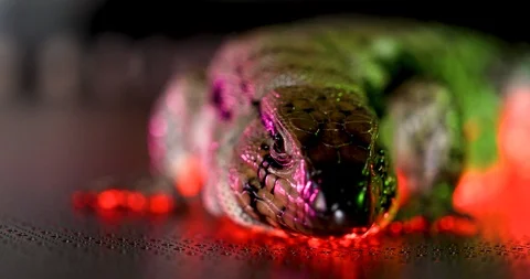Tegu Lizard Turning Its Head Away From Camera While Laying On Metal Sheet Stock Footage 108408325