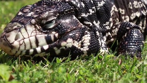 Tegu moving through grass Stock Footage 83084049