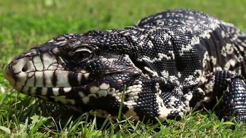 Tegu moving through grass Video stock 83084066