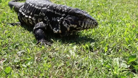 Tegu moving through grass on a sunny day Stock Footage 83084040