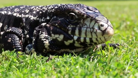 Tegu moving through grass on a sunny day Stock Footage 83084061