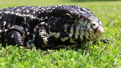 Tegu moving through grass on a sunny day Video stock 83084076