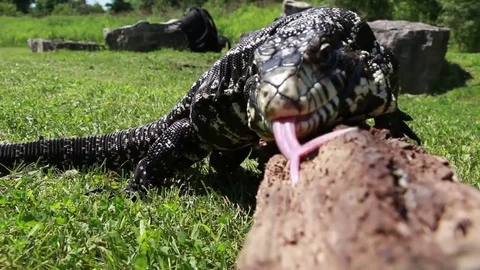 Tegu on tree bark Stock Footage 83084078