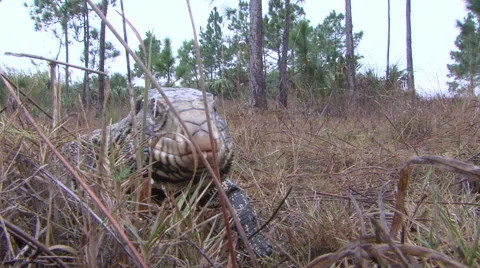 Tegu Walking in the Everglades Video stock 50563167