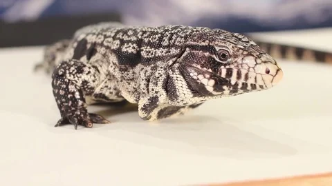 Tegu on white background Video stock 83084077