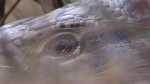 Tegu's eye in the Everglades Stock Footage 50563175