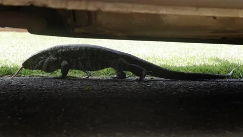 Tegus hiding from the sun Stock Footage 141604226