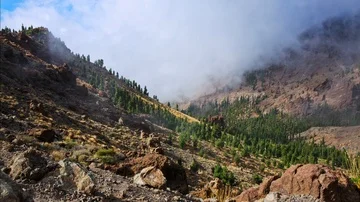 Teide-nationalpark-clouds-trees-timelapse Video stock 85476088