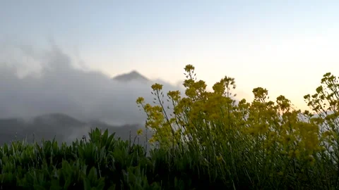 Teide peak above clouds with yellow flowers in foreground, Tenerife 스톡 동영상 334975511