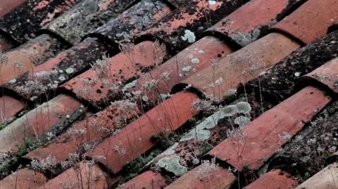 Tejado florecillas efecto Stock Footage 10890661