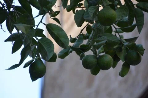 Tel Aviv Jaffa Foto stock