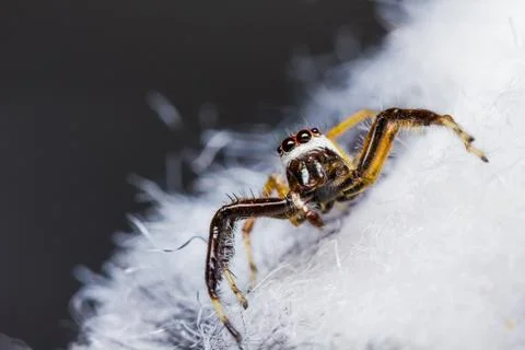 Telamonia dimidiata jumping spider Stock Photos