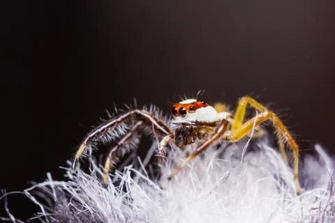 Telamonia dimidiata jumping spider Stock Photos