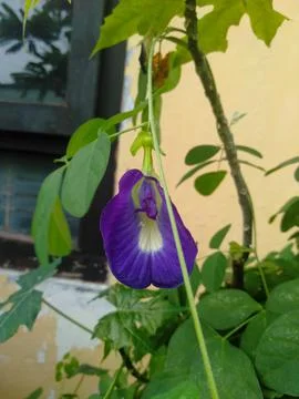 Telang flower 스톡 사진