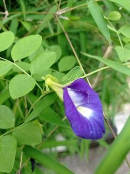 Telang flower Stock Photos