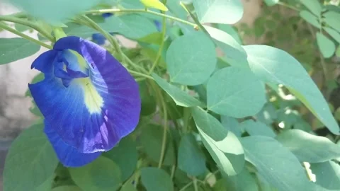 Telang flowers 1 Video stock 216397142