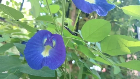 Telang flowers 2 Video stock 216397210
