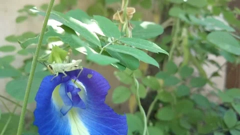 Telang flowers Video stock 216397140