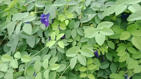 Telang plant Stock Footage 170061636