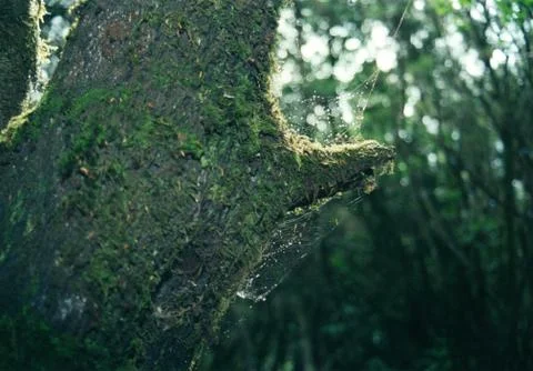 Telaraña en árbol, verde del musgo acumulado Stock Photos