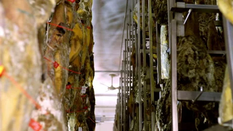Tele tilt shoot of rack full of ham legs hanging in a industry of legs of Stock Footage 202521561