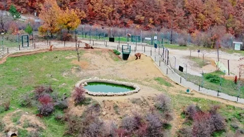 Tele view shows brown bears near natural pool, autumn colors and calm mood Stock Footage 327429333
