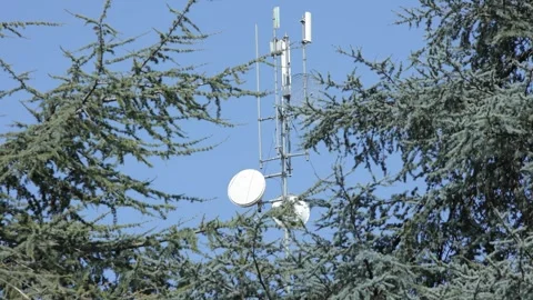 Telecommunication tower emerging from cedar branches under blue sky Stock Footage 308622757