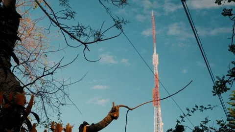 Telecommunication tower rising above trees under blue sky at sunset Stock Footage 329903774
