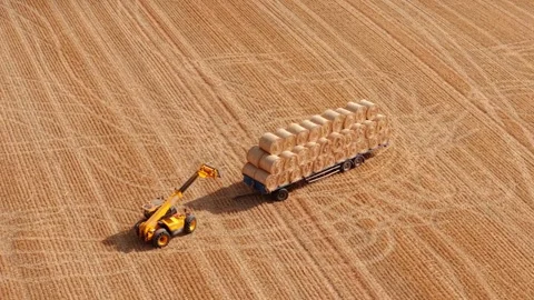 Telehandler loading round hay bales onto trailer. Dry forage collection across Stock Footage 343757157