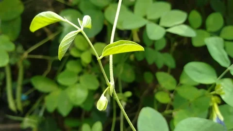 Teleng flower stem Stock Footage 220591203