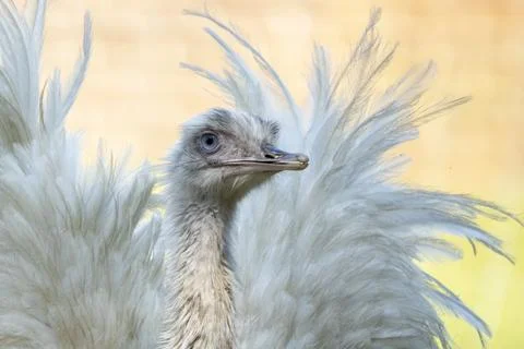 Telephote Emu Close-up Stock Photos