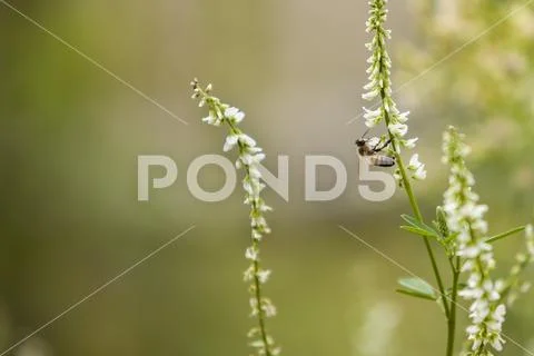 Telephoto close up of bee pollination in white flowers Stock Photos