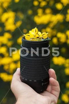 Telephoto lens in hand on the background of bright yellow flowers, lens and Stock Photos