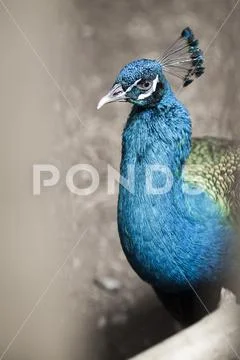 Telephoto portrait of beautiful blue peacock staring at the camera, blue bird Stock Photos