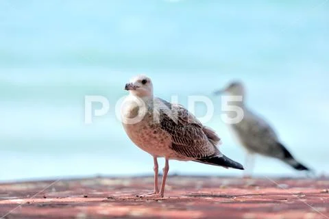 A telephoto of a sea gull, Bulgaria Stock Photos