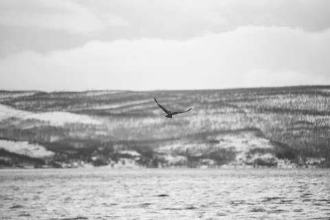 Telephoto winter view of a large eagle gliding over Malangen Fjord in Troms.. Stock Photos