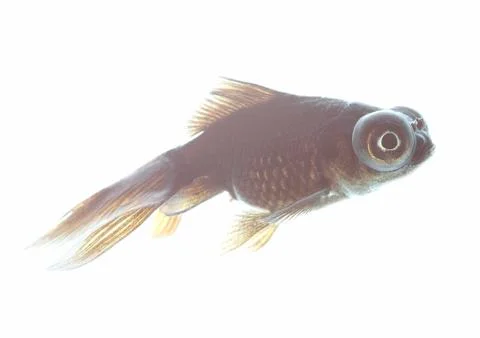 Telescope fish Stock Photos