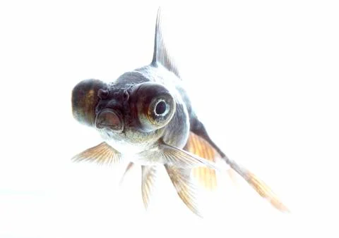 Telescope fish Stock Photos
