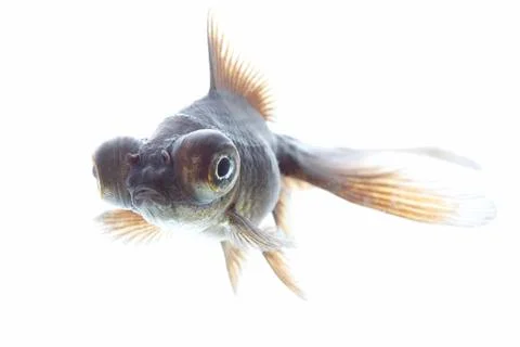 Telescope fish Stock-Fotos