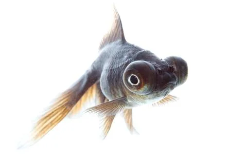 Telescope fish Stock Photos