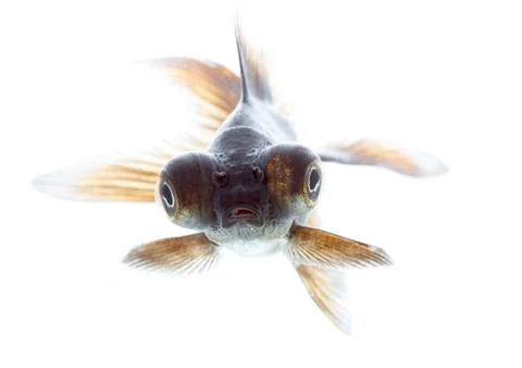 Telescope fish Stock Photos