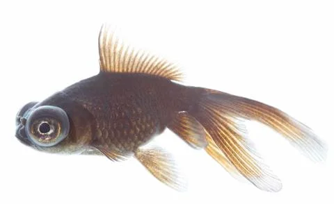 Telescope fish Stock Photos