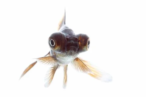 Telescope fish Stock Photos