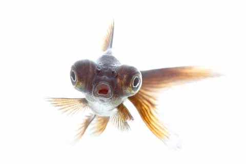 Telescope fish Stock Photos