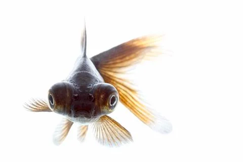 Telescope fish Stock Photos